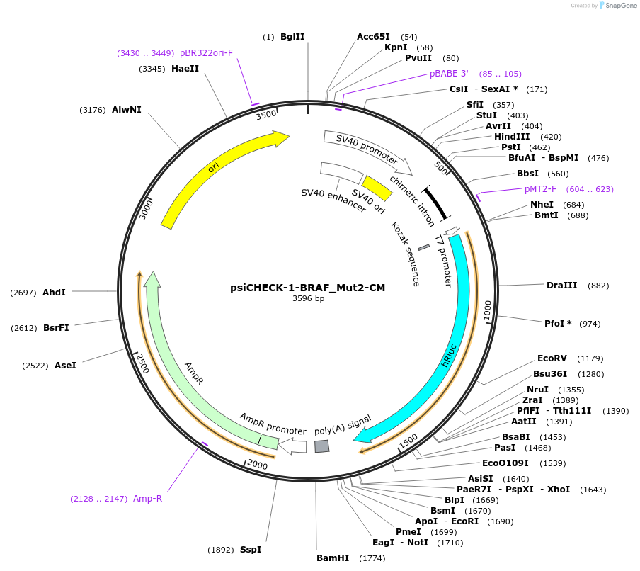 215923-plasmid-map-sequence-id-443581