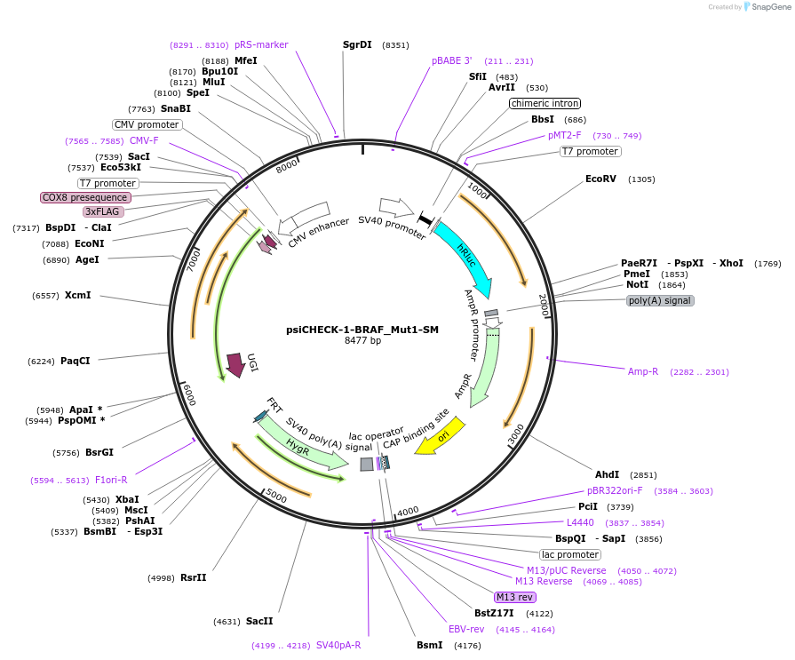 215918-plasmid-map-sequence-id-443582
