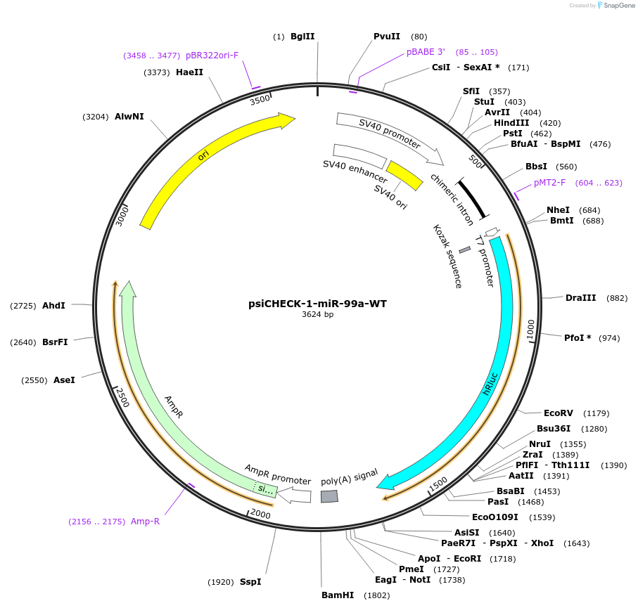 215880-plasmid-map-sequence-id-443583