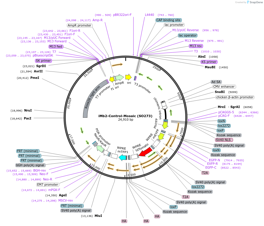 99750-plasmid-map-sequence-id-443585