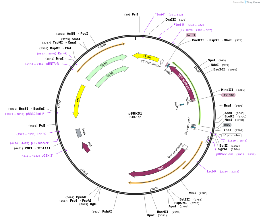 223722-plasmid-map-sequence-id-443586