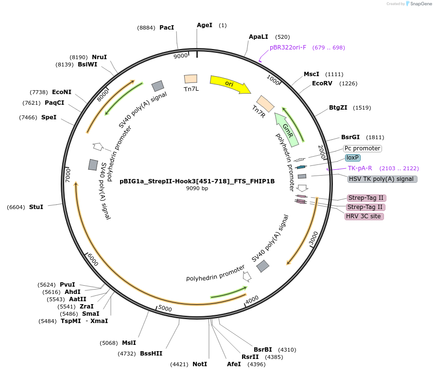222300-plasmid-map-sequence-id-443587
