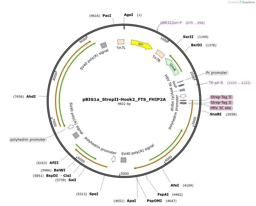 222302-plasmid-map-sequence-id-443589
