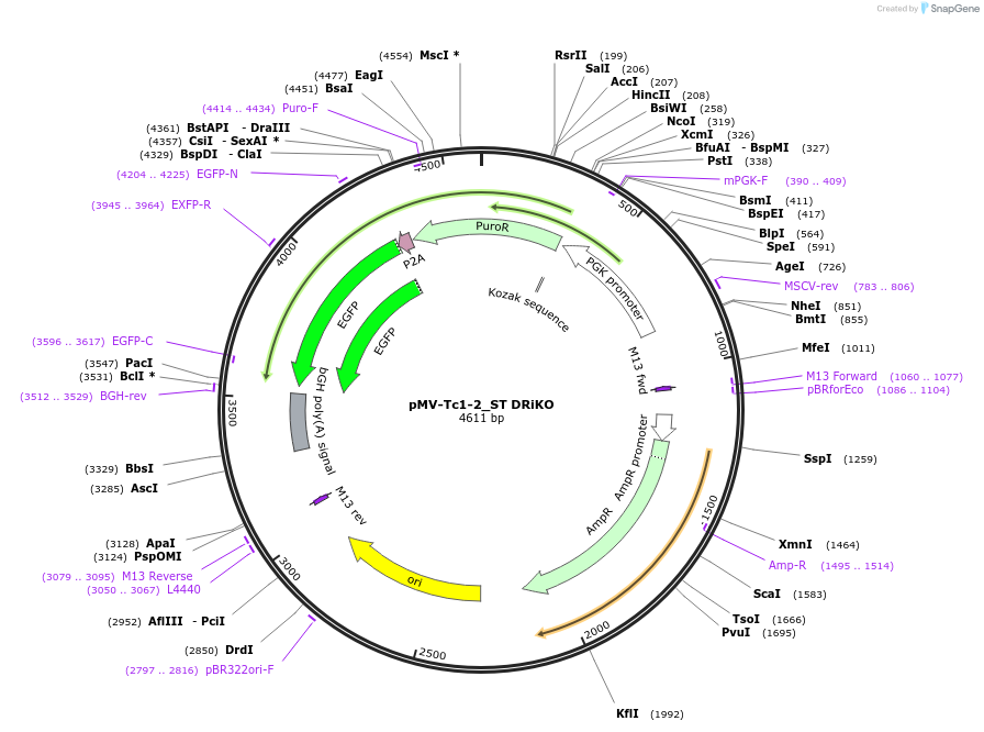 218298-plasmid-map-sequence-id-443594
