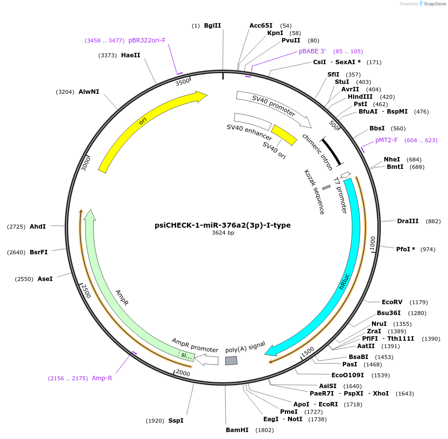 215887-plasmid-map-sequence-id-443595
