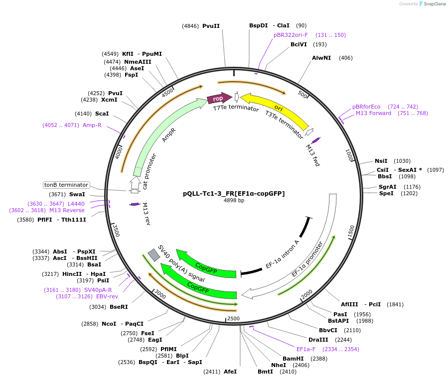 218326-plasmid-map-sequence-id-443596