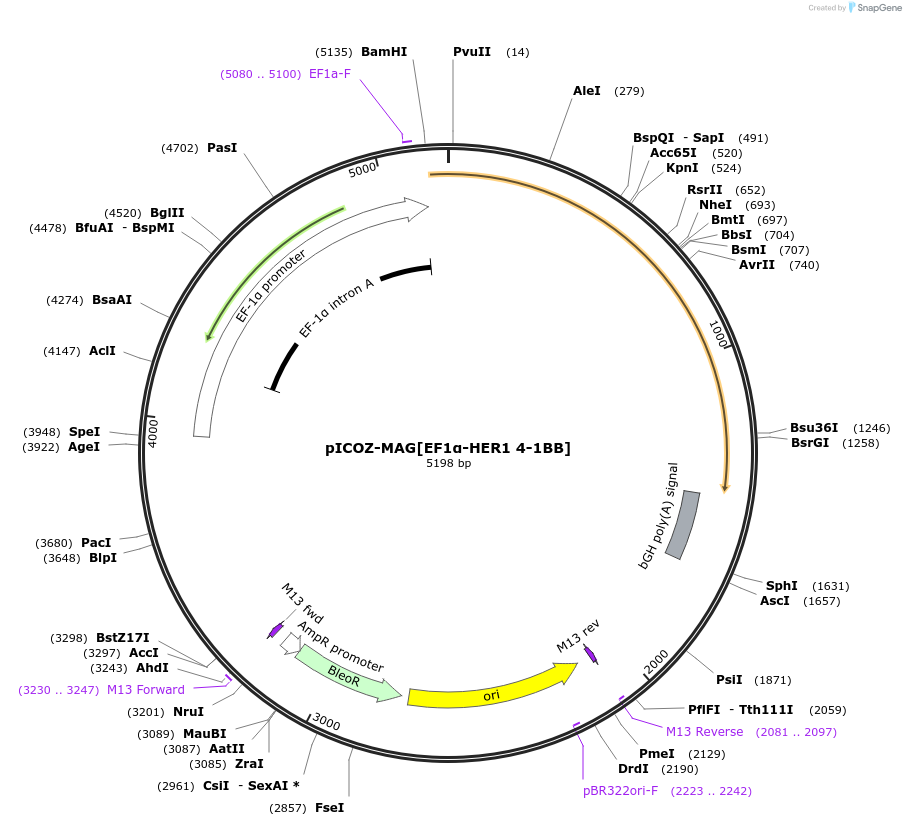 218331-plasmid-map-sequence-id-443599