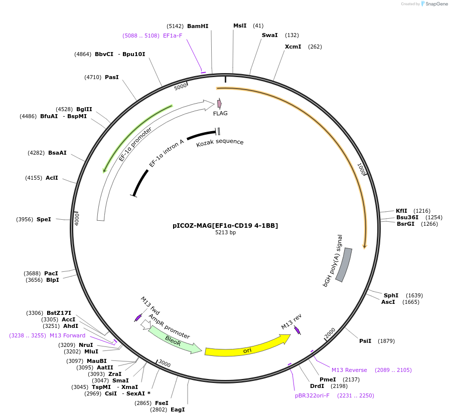 218329-plasmid-map-sequence-id-443600