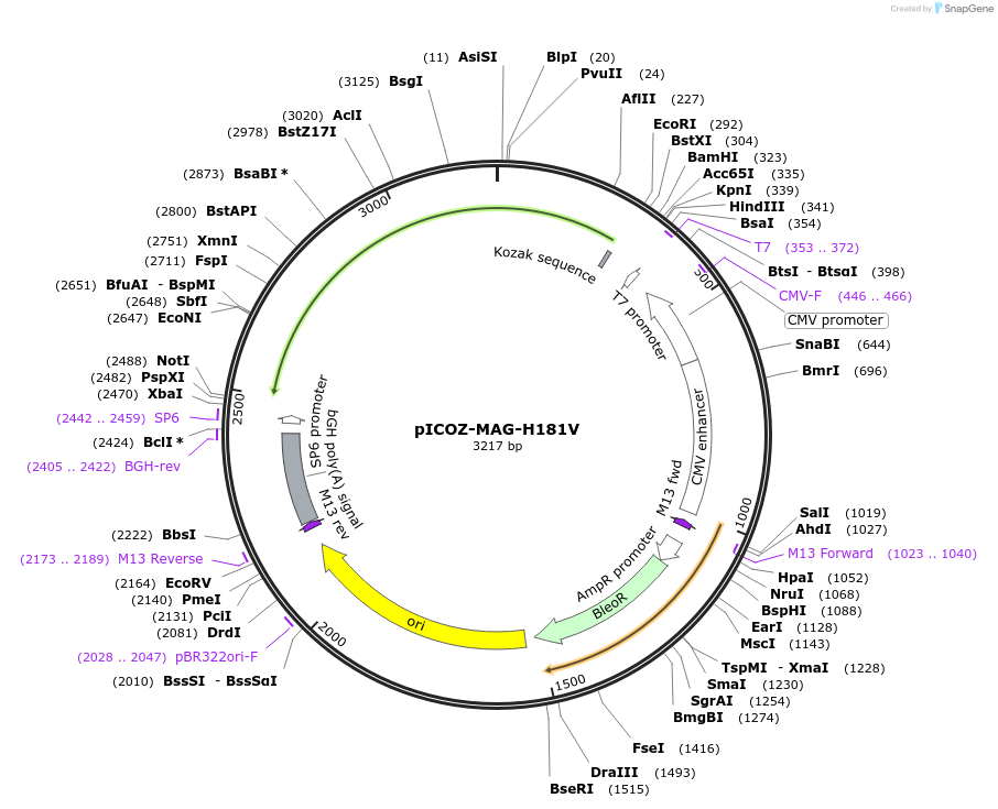 218301-plasmid-map-sequence-id-443603