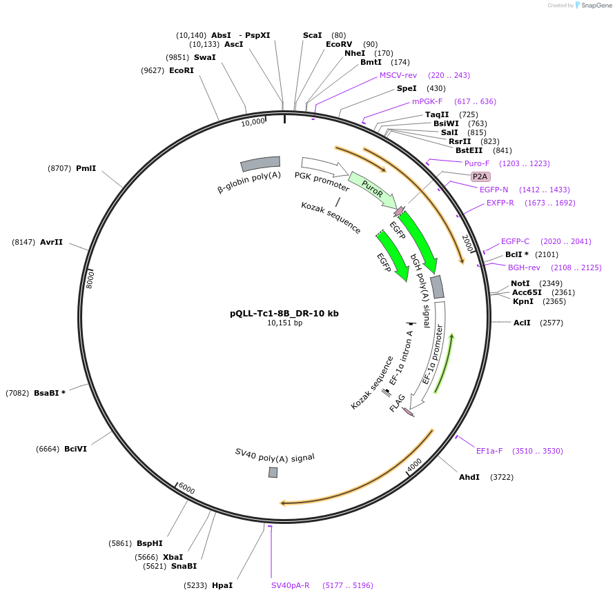 218318-plasmid-map-sequence-id-443608