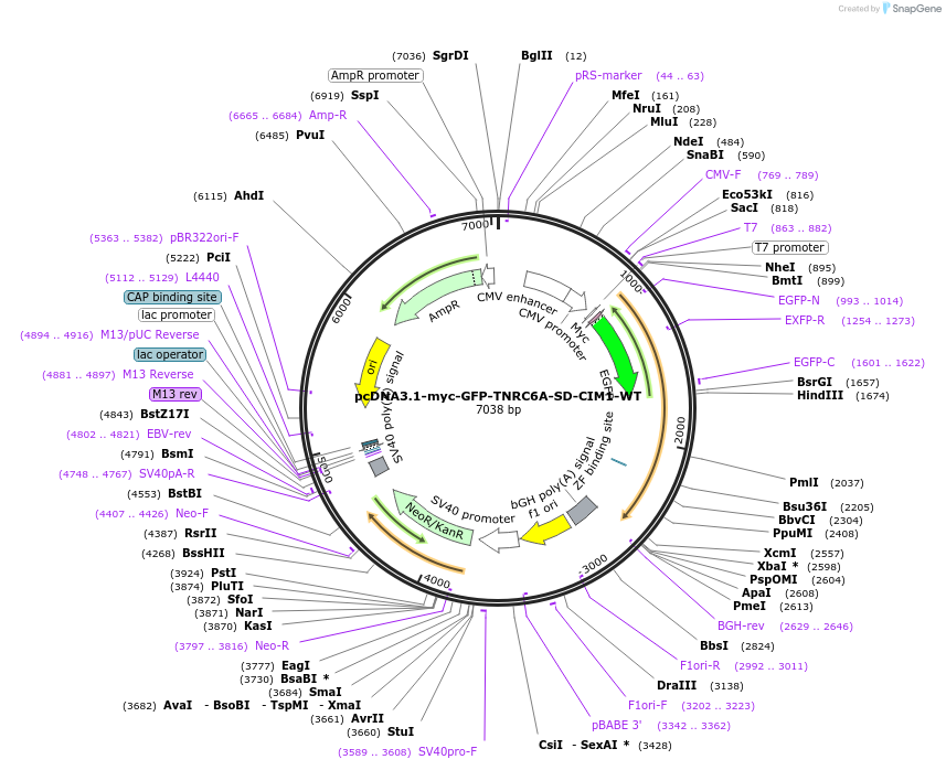 215898-plasmid-map-sequence-id-443609