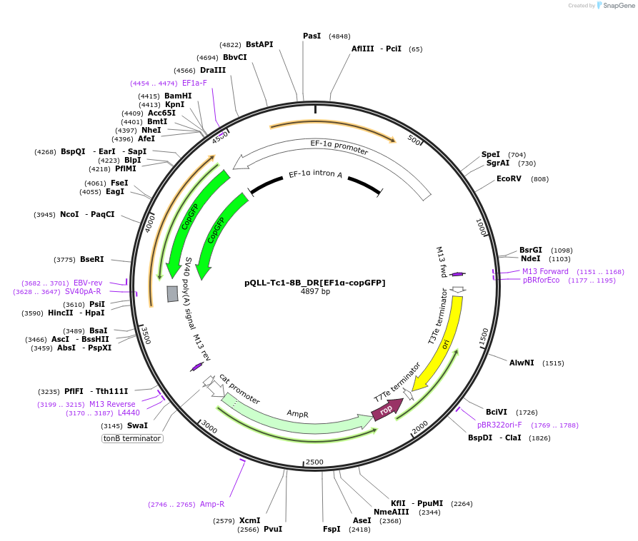 218327-plasmid-map-sequence-id-443610