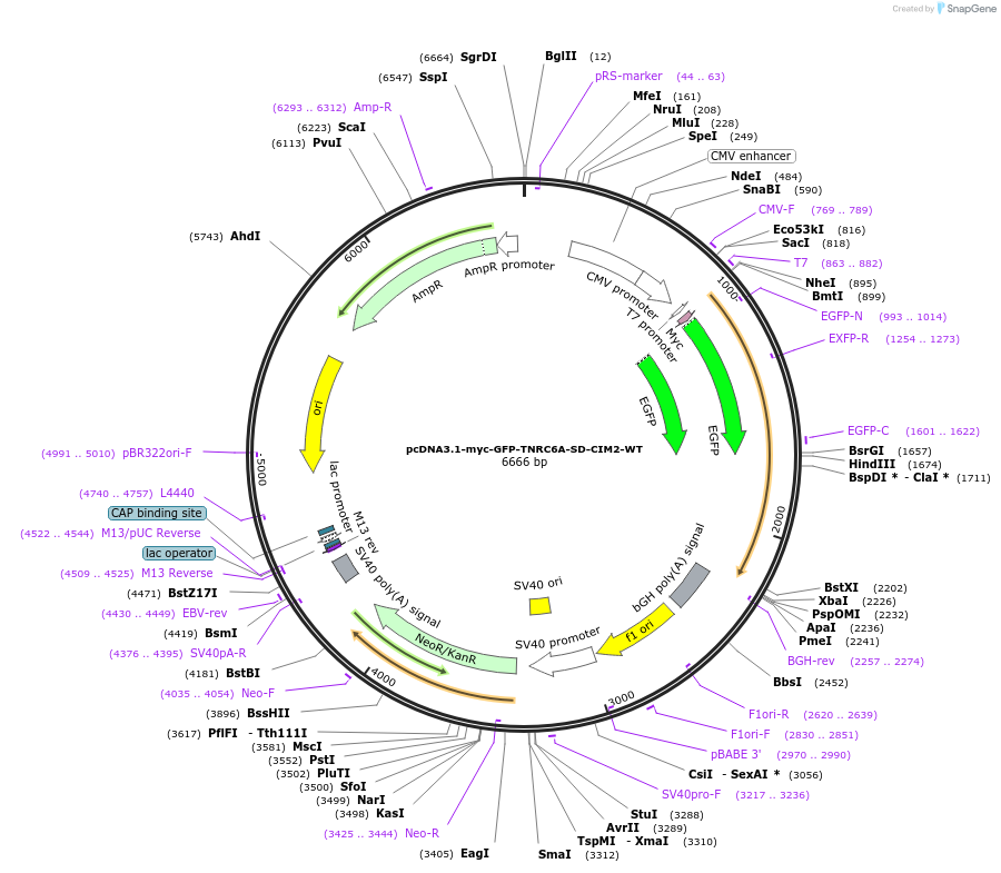 215899-plasmid-map-sequence-id-443612