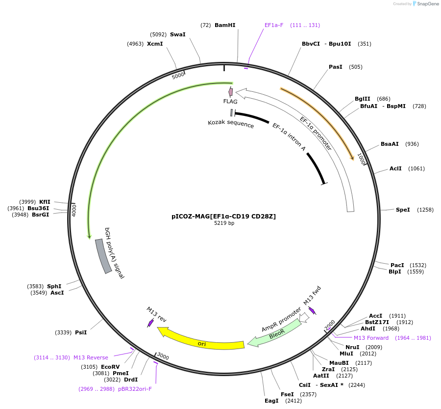 218333-plasmid-map-sequence-id-443617