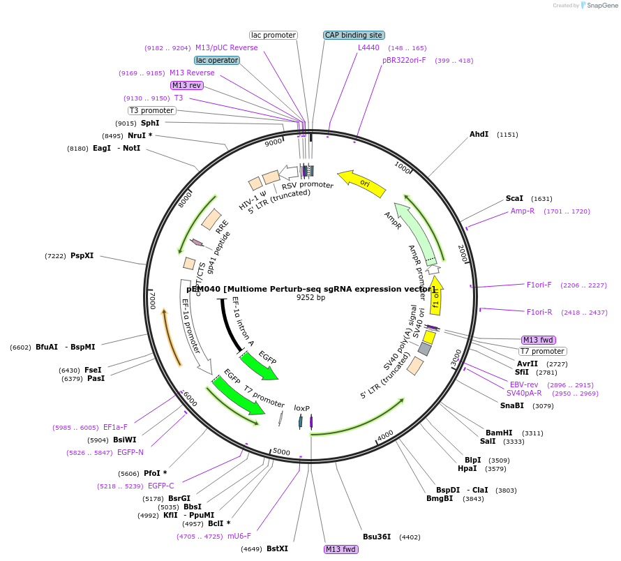 224898-plasmid-map-sequence-id-443622