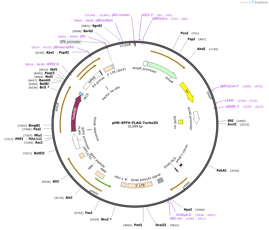 223713-plasmid-map-sequence-id-443633