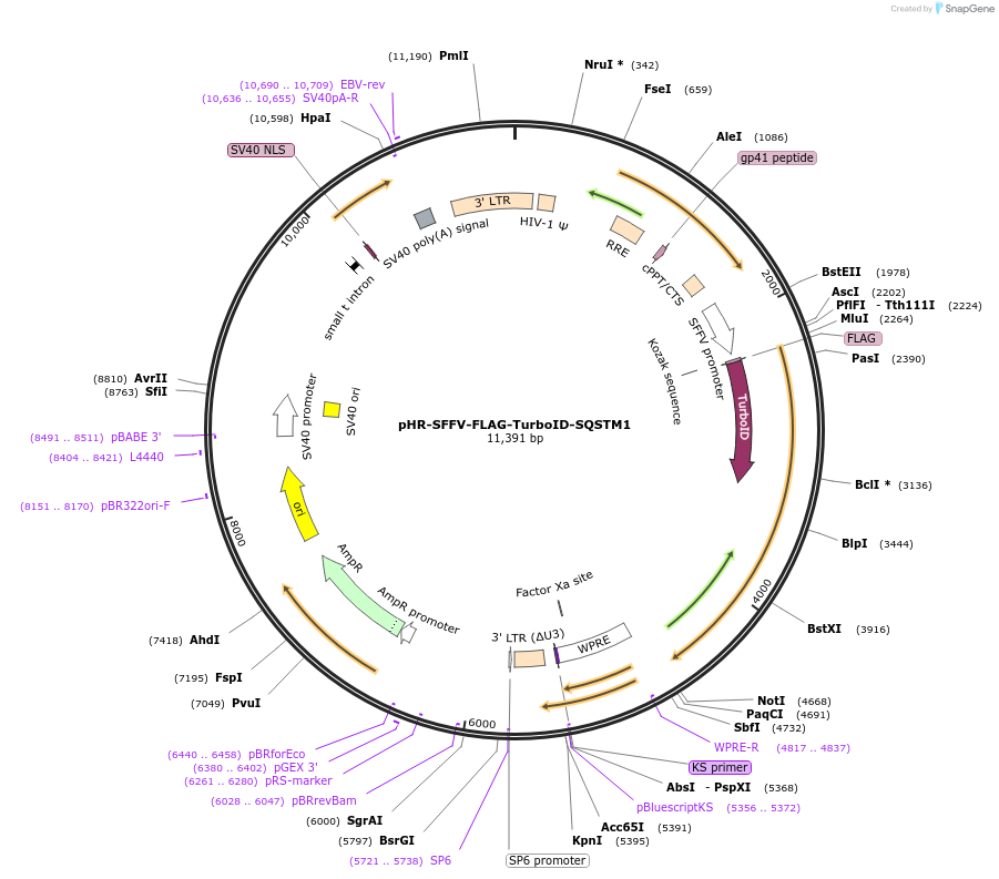 223714-plasmid-map-sequence-id-443634