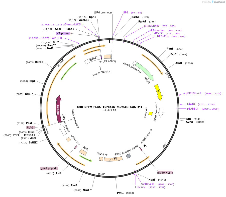 223719-plasmid-map-sequence-id-443636