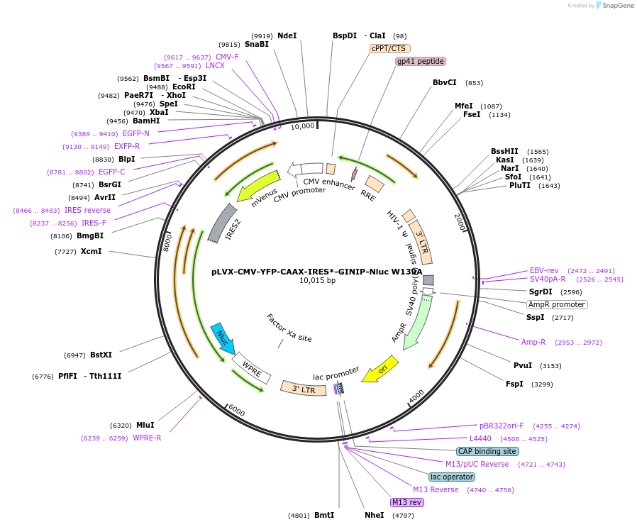 223560-plasmid-map-sequence-id-443638