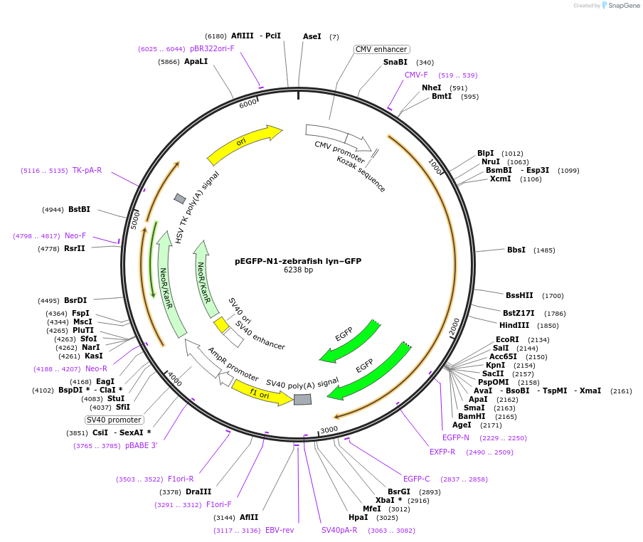 35956-plasmid-map-sequence-id-44364