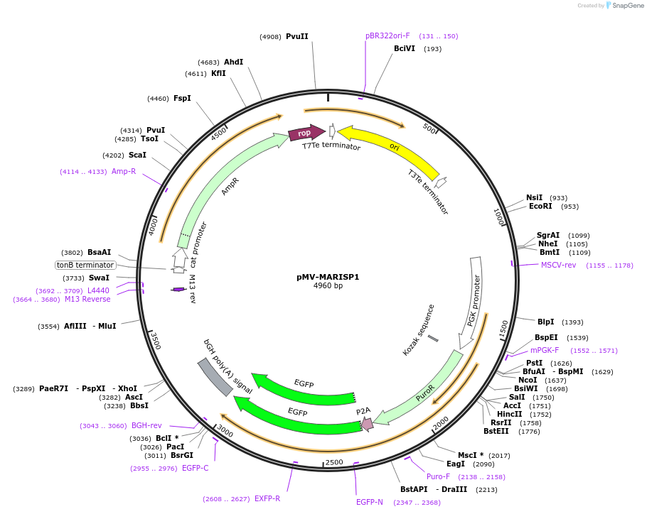 217049-plasmid-map-sequence-id-443643