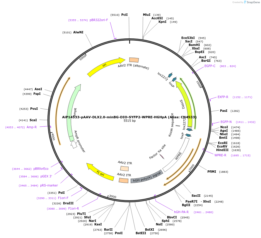 222938-plasmid-map-sequence-id-443644