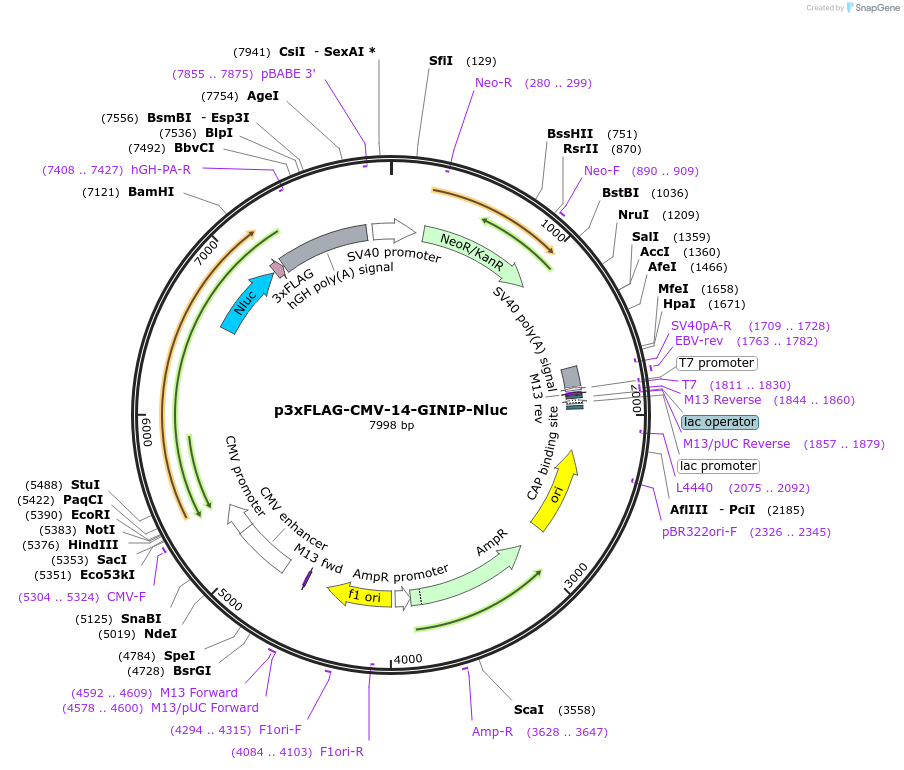 223556-plasmid-map-sequence-id-443647