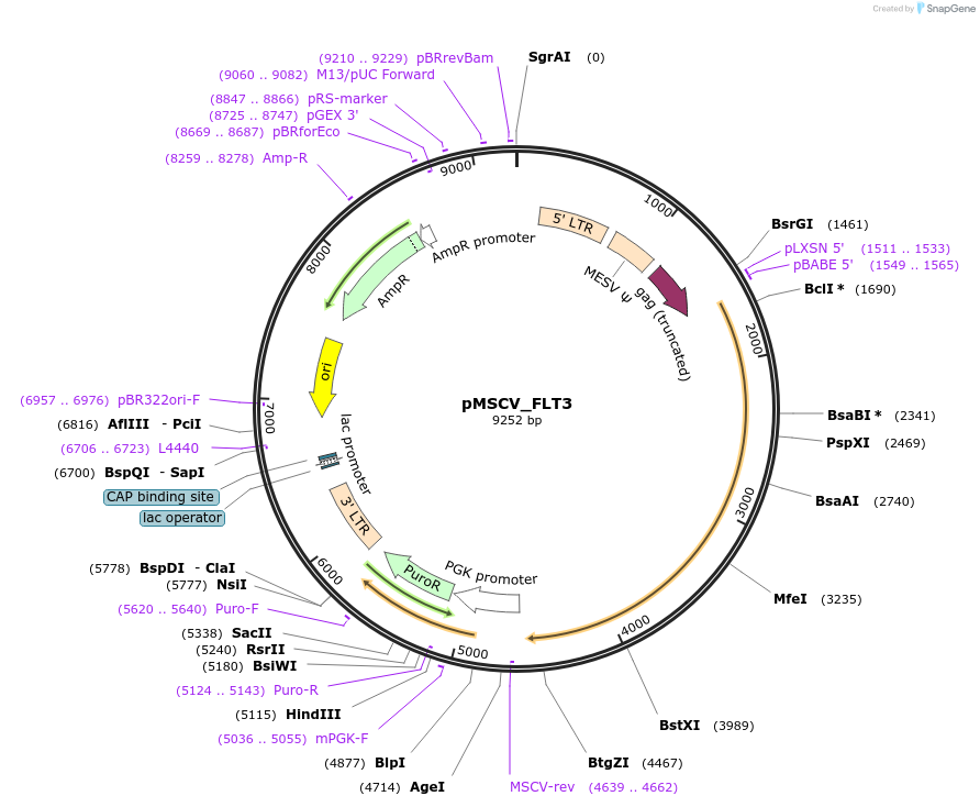 223566-plasmid-map-sequence-id-443649