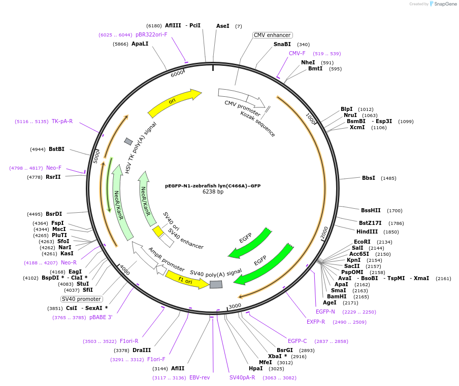 35957-plasmid-map-sequence-id-44365