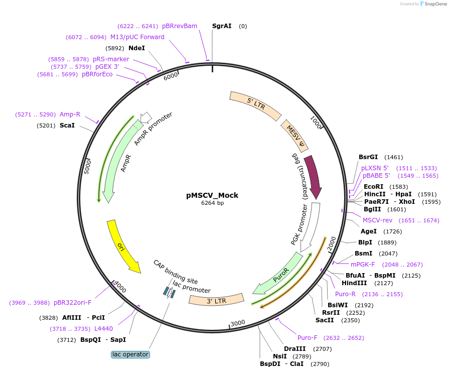 223565-plasmid-map-sequence-id-443650