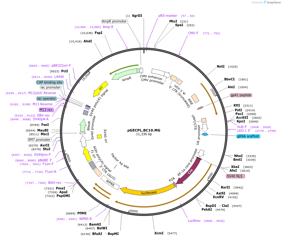 223822-plasmid-map-sequence-id-443651