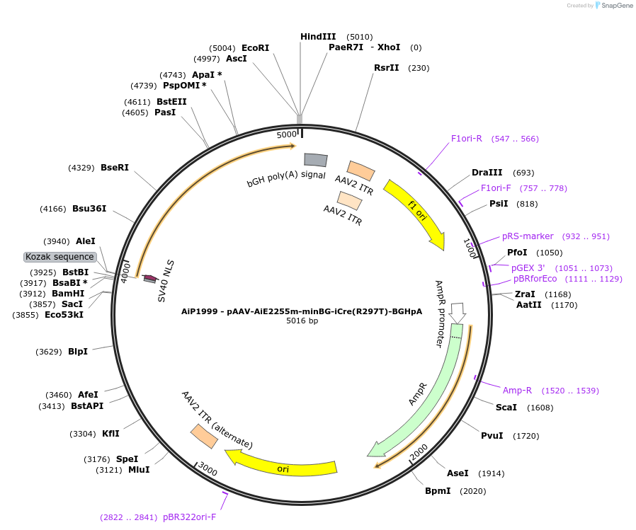 223843-plasmid-map-sequence-id-443652