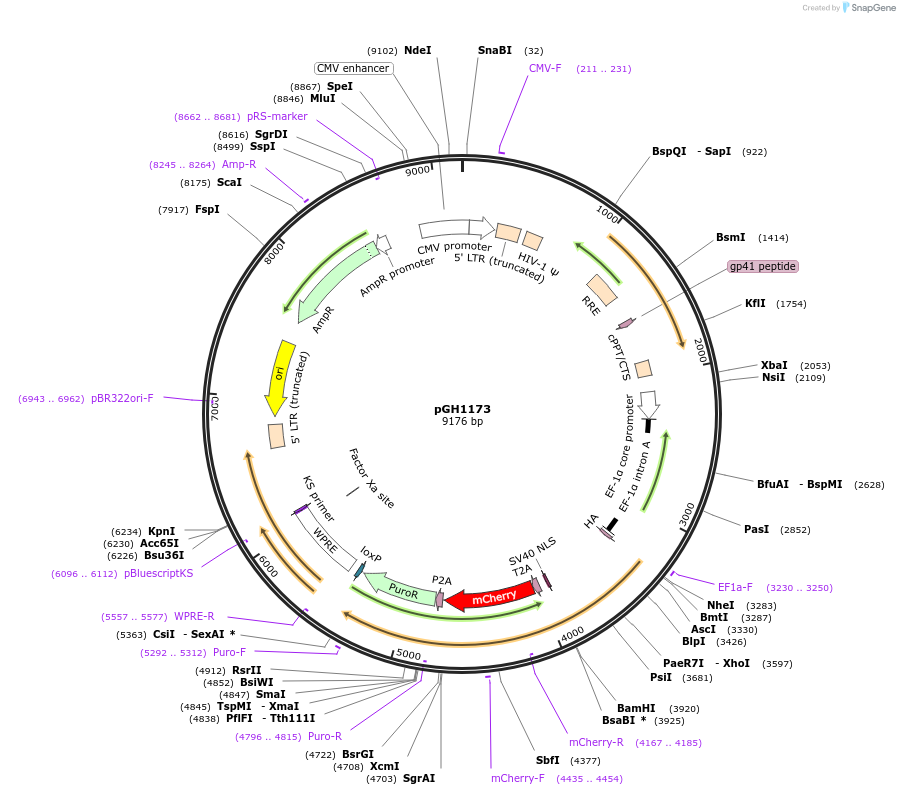 223677-plasmid-map-sequence-id-443653