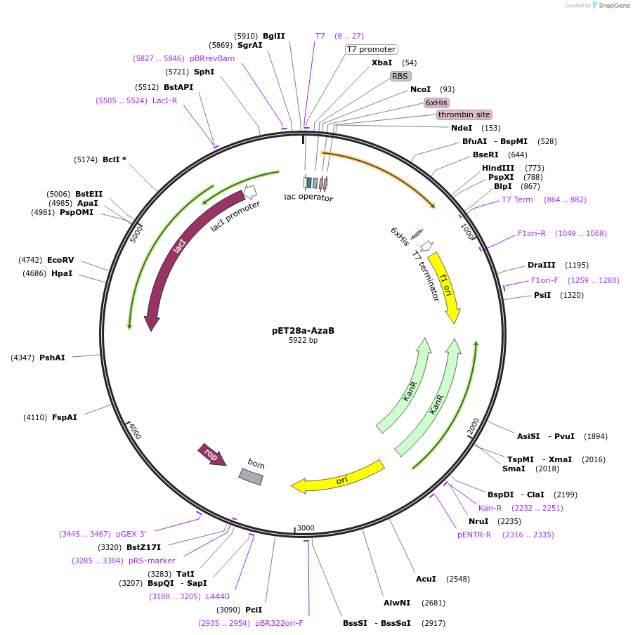 224423-plasmid-map-sequence-id-443667
