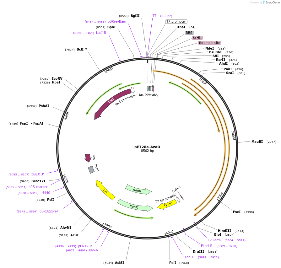 224425-plasmid-map-sequence-id-443668