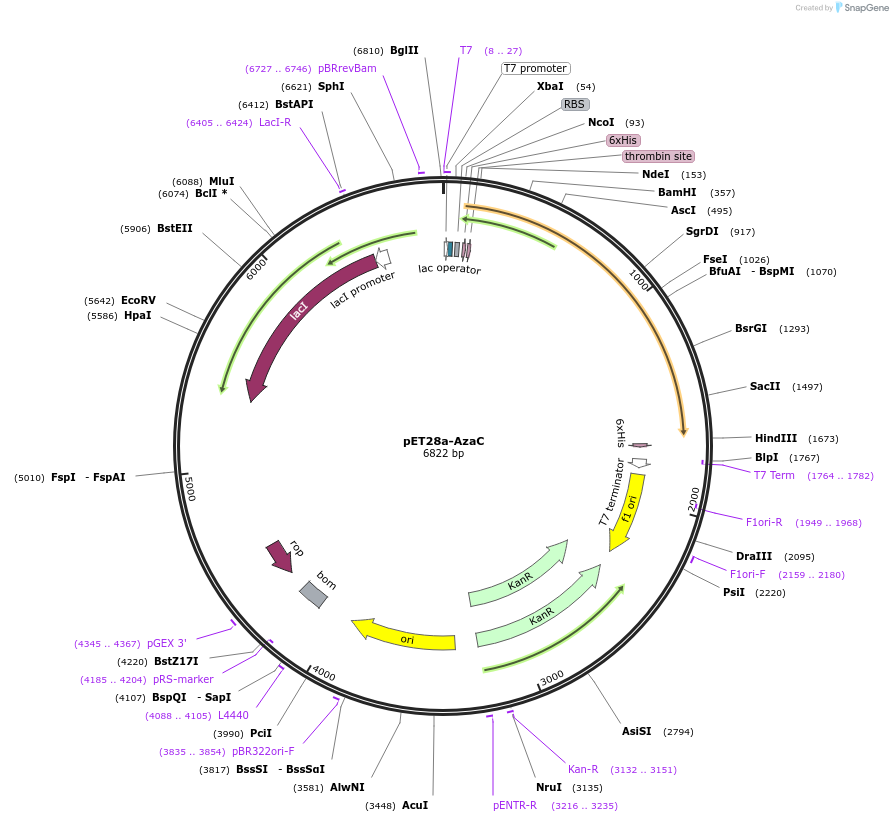 224424-plasmid-map-sequence-id-443670