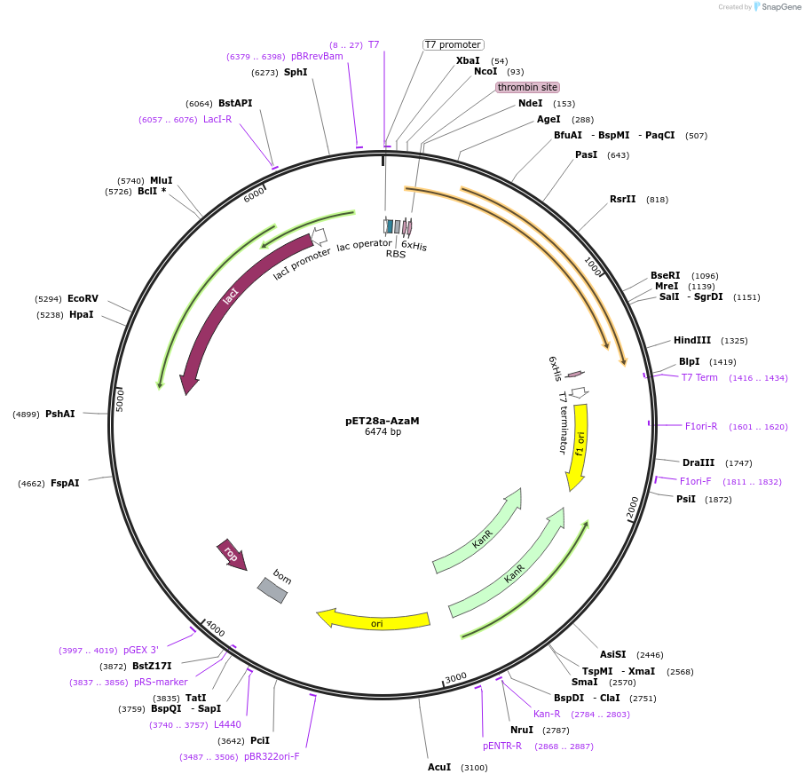 224428-plasmid-map-sequence-id-443671