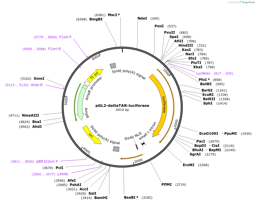 215896-plasmid-map-sequence-id-443702