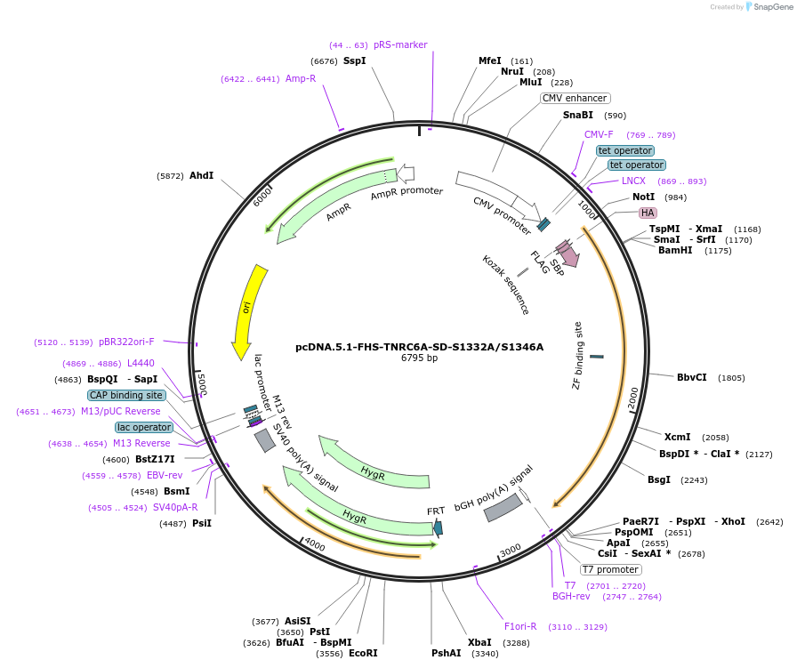 215907-plasmid-map-sequence-id-443704