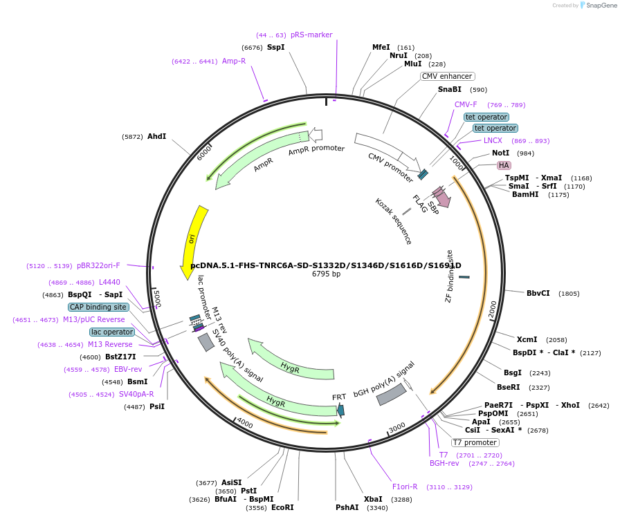 215910-plasmid-map-sequence-id-443730