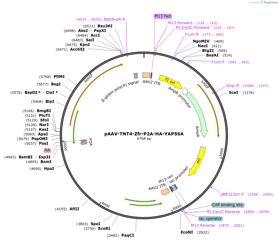 223189-plasmid-map-sequence-id-443744