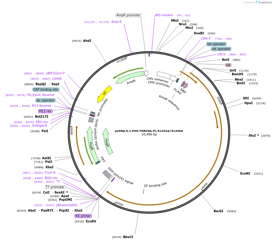 215913-plasmid-map-sequence-id-443745