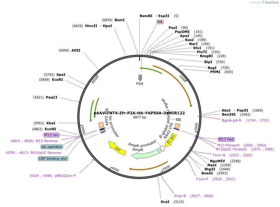 223186-plasmid-map-sequence-id-443750