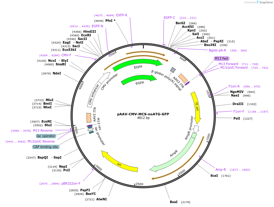 223181-plasmid-map-sequence-id-443753