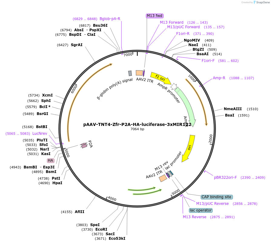 223184-plasmid-map-sequence-id-443757