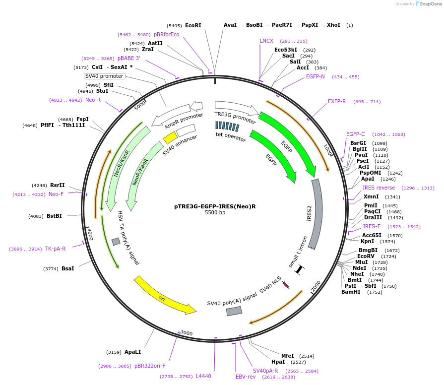 158068-plasmid-map-sequence-id-443790
