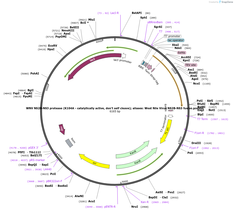 204794-plasmid-map-sequence-id-443792