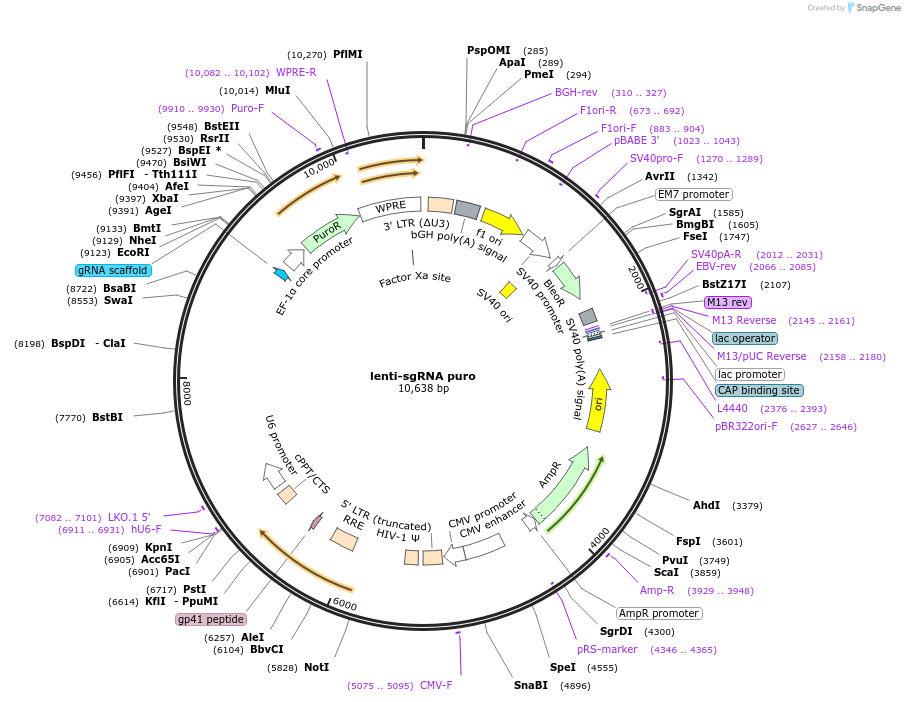 104990-plasmid-map-sequence-id-443800