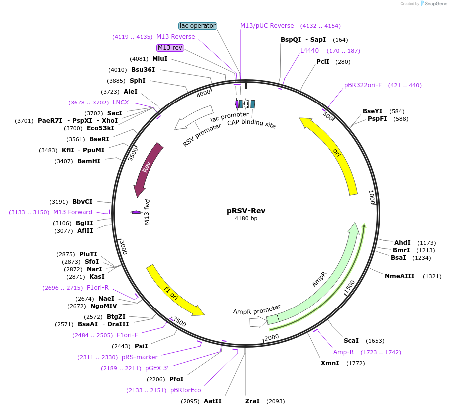 12253-plasmid-map-sequence-id-443803