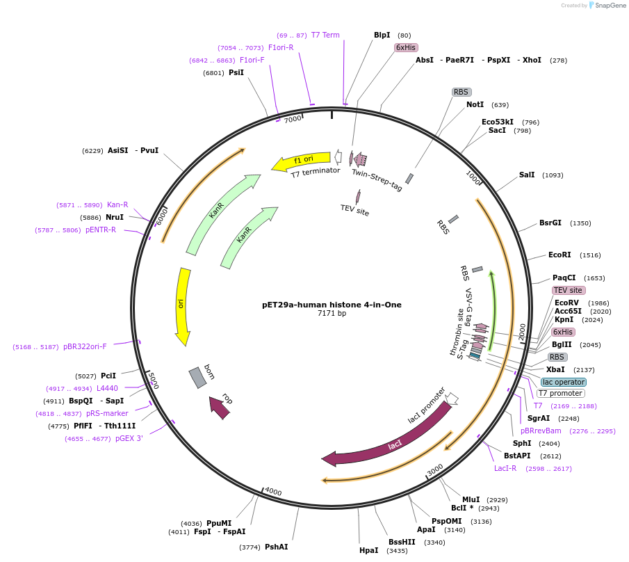 223237-plasmid-map-sequence-id-443806